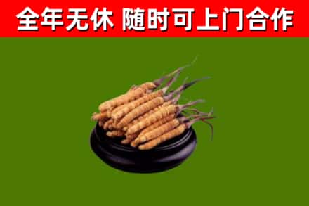 大英县回收冬虫夏草